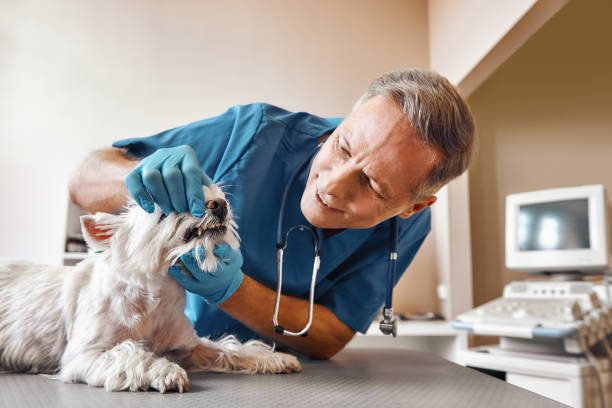 Best Weekend Emergency Dentist in Hamtramck, MI